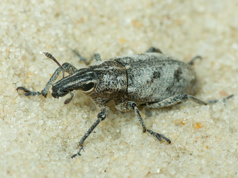 Cleonis pigra (Scopoli, 1763)